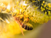 PE1D8210 : Biene, Blüte, Dachauer Moos, Frühling, Moos, Palmkätzchen, Weidebusch, _JAHRESZEIT, _LANDSCHAFTSFORMEN